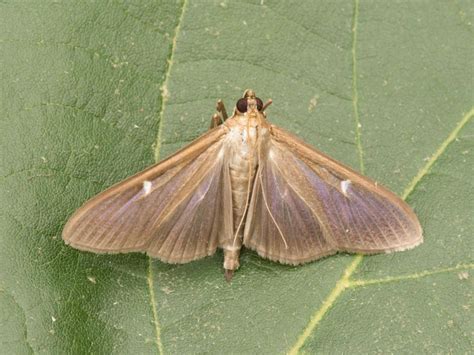 Box Tree Moth Butterfly Conservation