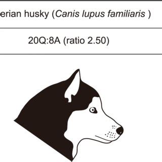 Phylogeny Of Bats And Evolution Of Orofacial Cleft The Basic Framework