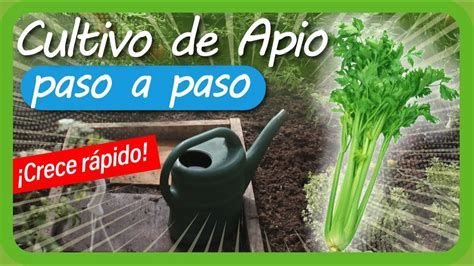 Cultivo De Apio Paso A Paso En La Huerta Urbana Youtube