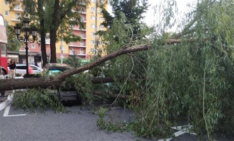 У Києві сильний вітер повалив дерева на автомобілі: фото - Вечірній Київ
