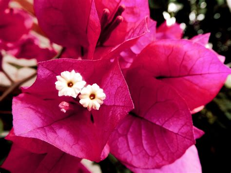 Plantas Con Flores Resistentes Al Sol Ideales Para Jardines