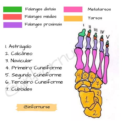 Anatomia Do P Ossos Retoedu