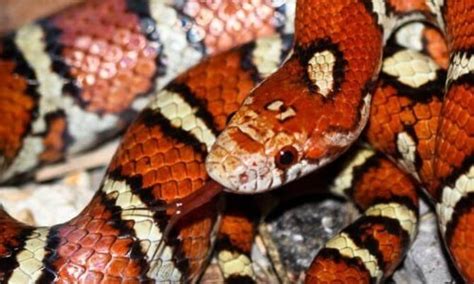 Eastern Milksnake