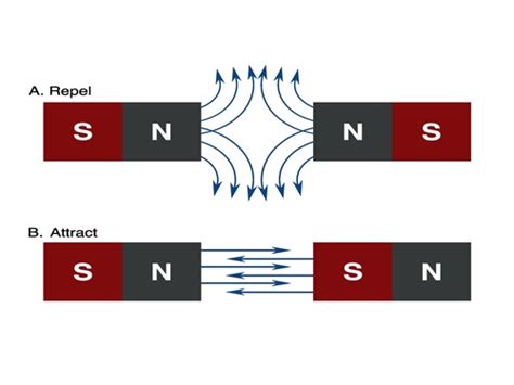 Neural Signaling //The Action Potential Flashcards | Quizlet 