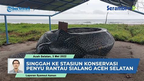 Singgah Ke Stasiun Konservasi Penyu Rantau Sialang Tempat Pelestarian