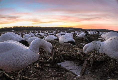 Snow Goose Hunting Guides Illinois | Heartland Lodge