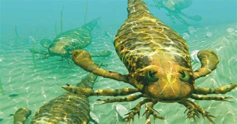 Investigadores Hallaron Escorpiones Gigantes En El Mar Que Miden Más De