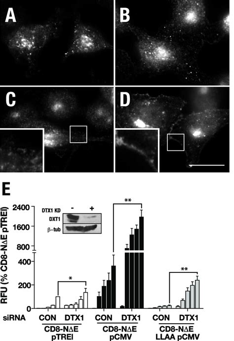 Dtx1 Depletion Promotes Signaling Of Activated Notch Forms Tta Hela Download Scientific