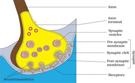 613 Axon Terminal Synapse Images, Stock Photos, 3D objects, & Vectors | Shutterstock