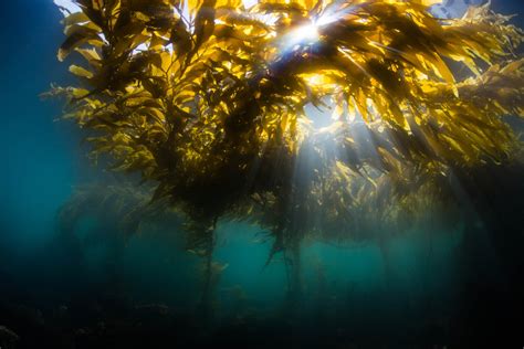 Californias Efforts To Protect And Restore Kelp Featured In New