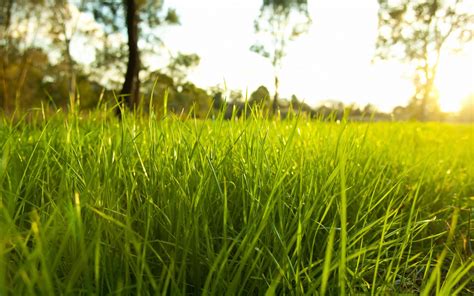 Nature Grass Sunlight Macro Depth Of Field Plants Wallpapers Hd Desktop And Mobile