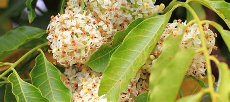 Azadirachta Indica Neem Oil is used in natural skin care products for ...