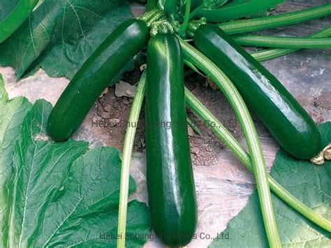 Chinese Early Maturity Dark Green Skin Hybrid Squash Zucchini Seeds