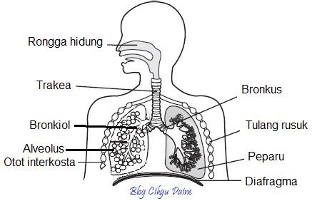 Blog Cikgu Paine: 1.1 Mekanisme Pernafasan Manusia