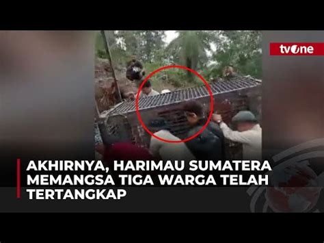 Tim Bksda Berhasil Tangkap Harimau Sumatera Yang Serang Dua Warga