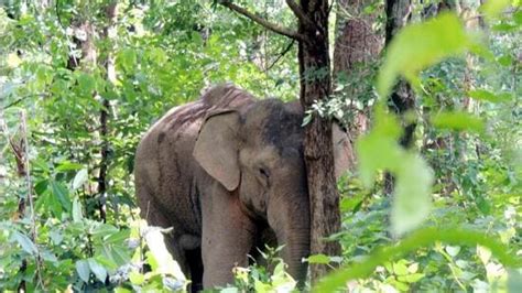 Wild Elephant Kills 2 People In Karnataka Triggers Protests