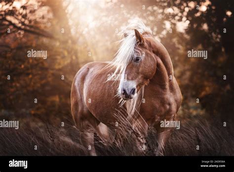 Haflinger Horse Portrait Stock Photo Alamy