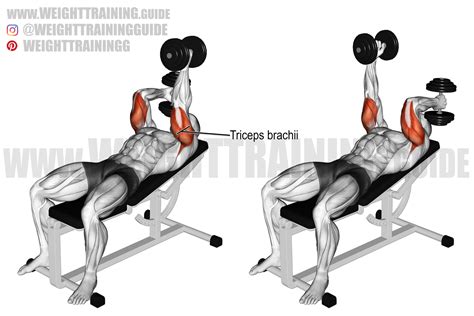 Tricep Extension On Stability Ball Chest Fly To