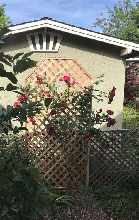 Rose trellis | Rose trellis, Backyard, Outdoor structures