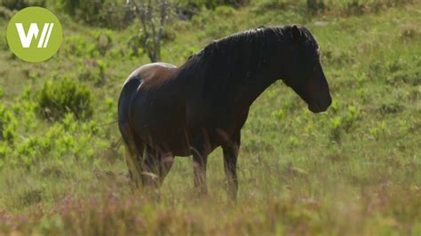 Wildpferde in Portugals Nationalpark Peneda Gerês YouTube