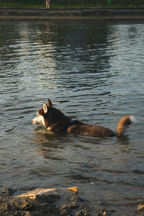 Do Huskies Like Water