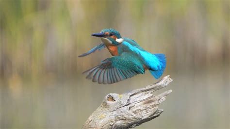 K Fazy Startu Zimorodka Kingfisher Take Off Phases Time Lapse