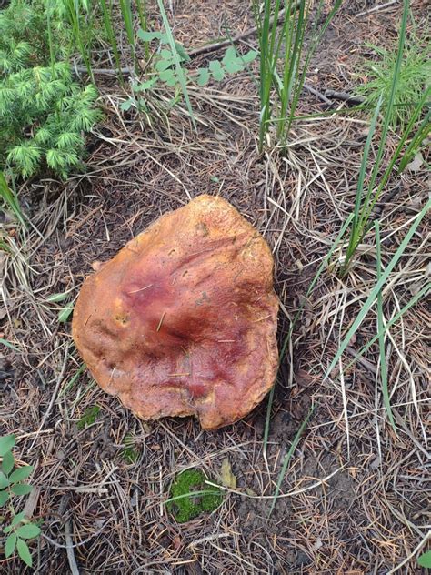 Basidiomycete Fungi From Rocky Mountain Rocky Mountain National Park