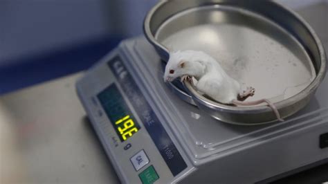 Healthy Mice Born To Same Sex Parents