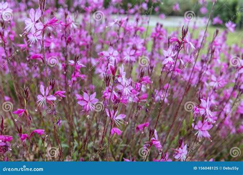 Deep Pink Flowers Of Gaura Belleza Close Up Stock Image Image Of