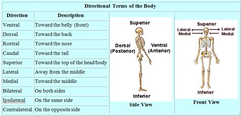 Directional Terms Worksheet Anatomy And Physiology