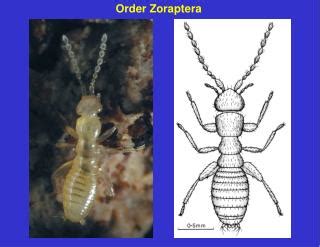 PPT - Order Zoraptera PowerPoint Presentation, free download - ID:4529790