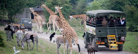 Safari Park Experience in Kent, Near London at Port Lympne | Animaux ...