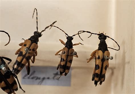 INSEKT - Vänersborgs museum / DigitaltMuseum