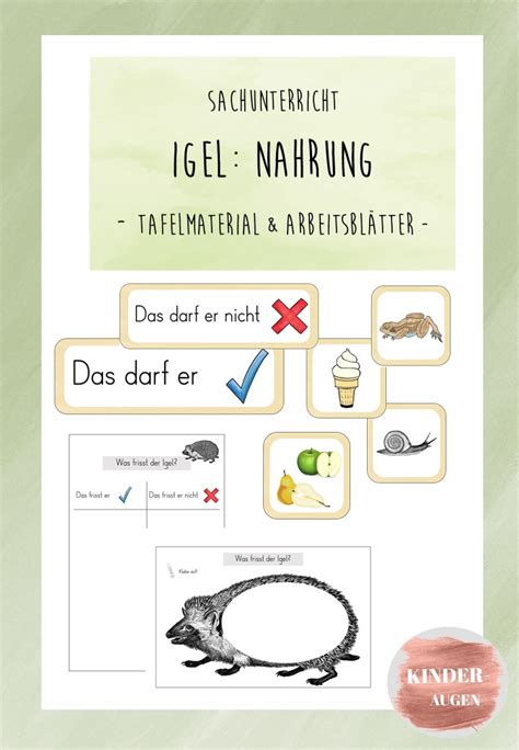 Igel Nahrung Tafelmaterial und Arbeitsblätter Unterrichtsmaterial