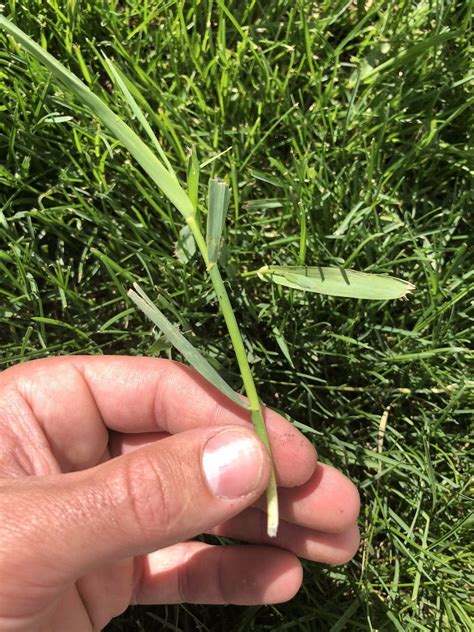 Grassy Lawn Weeds Identification