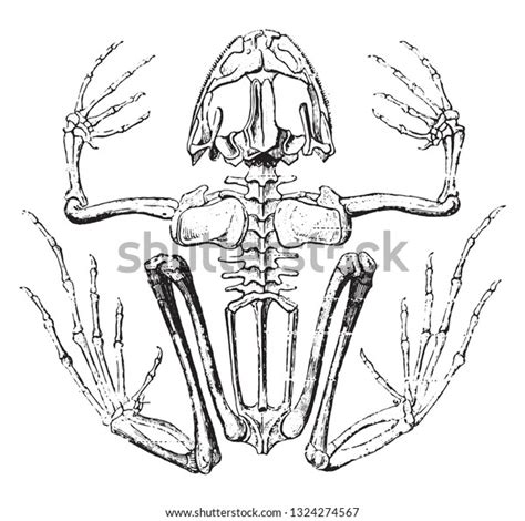 Skeleton Frog Vintage Engraved Illustration Zoology Stock Vector ...