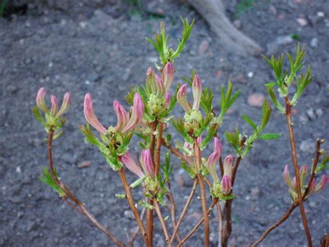 Forum Ogrodnicze Oaza :: Topic: Azalia kanadyjska 'Western Lights' (1/1)