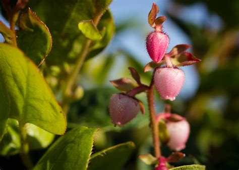 Gaultheria shallon – The Watershed Nursery