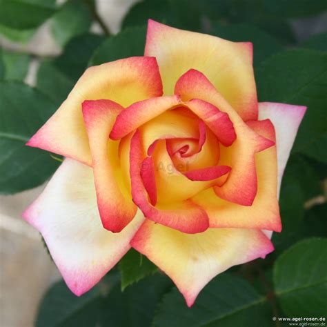 Buy Jean Piat ® Hybrid Tea Agel Rosen