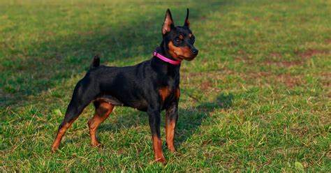 Cuccioli Di Pinscher Comportamento Carattere E Tutto Su Di Loro