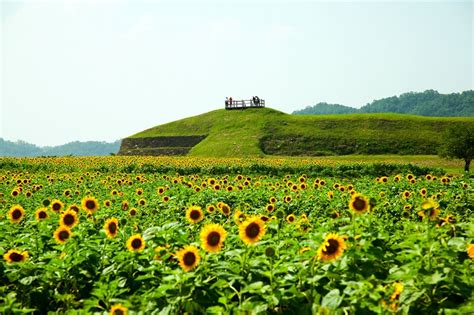 지자체의 Sr 사진 촬영 명소 연천 호로고루해바라기 만발