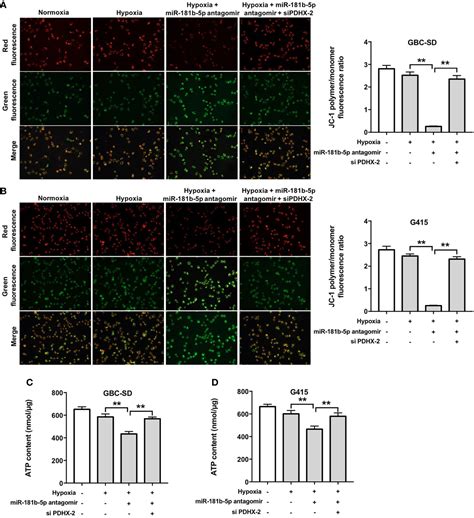 Frontiers Downregulation Of MiR 181b 5p Inhibits The Viability