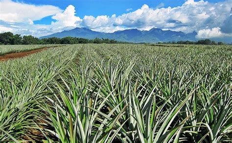 Del Monte Pineapple Farm Bukidnon Pineapple Farm Pineapple