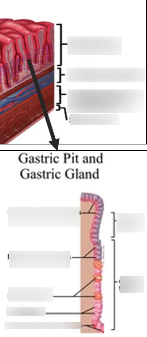 Gastric Pit And Gland Colored Diagram Quizlet