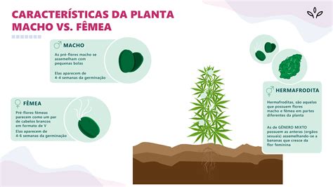 Macho ou fêmea Como diferenciar o sexo da planta de maconha