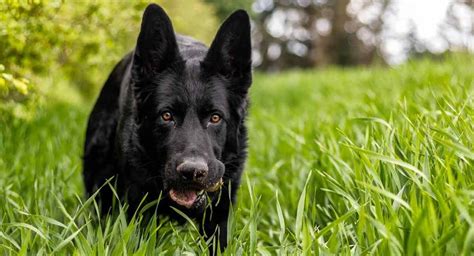 Razas De Perros Negros Las 20 Mejores Razas De Perros Con Piel Negra