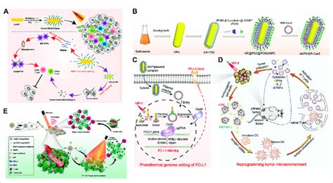 A Schematic Illustration Of Enhanced Photoimmunotherapy By The Download Scientific Diagram