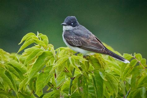 Feather Tailed Stories Eastern Kingbird