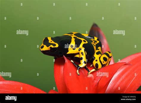 Bumblebee Poison Frog Aka Yellow Banded Poison Dart Frog Dendrobates