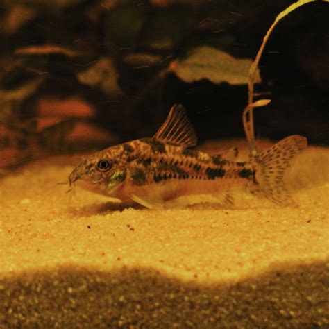 One Of My Peppered Corys Love Em Rcorydoras